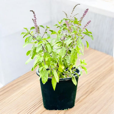 Tulsi Plant - Ocimum Tenuiflorum - Holy Basil